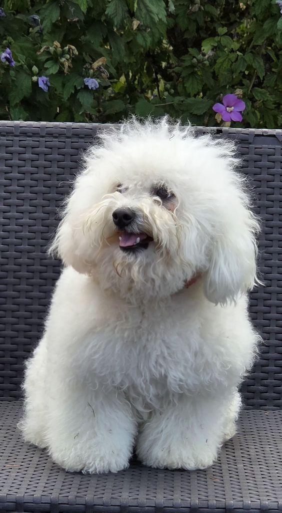 Vanille du Domaine des Pins d'Aurécanie