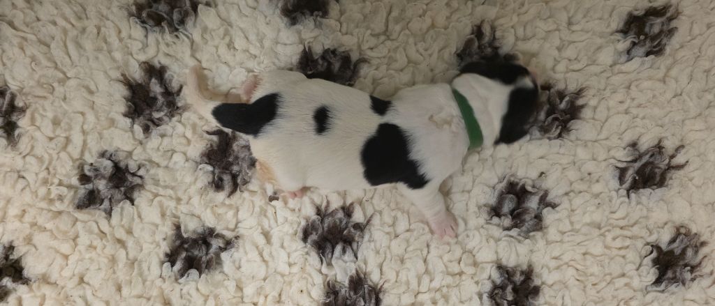 du Domaine des Pins d'Aurécanie - Chiots disponibles - Landseer type continental europeen