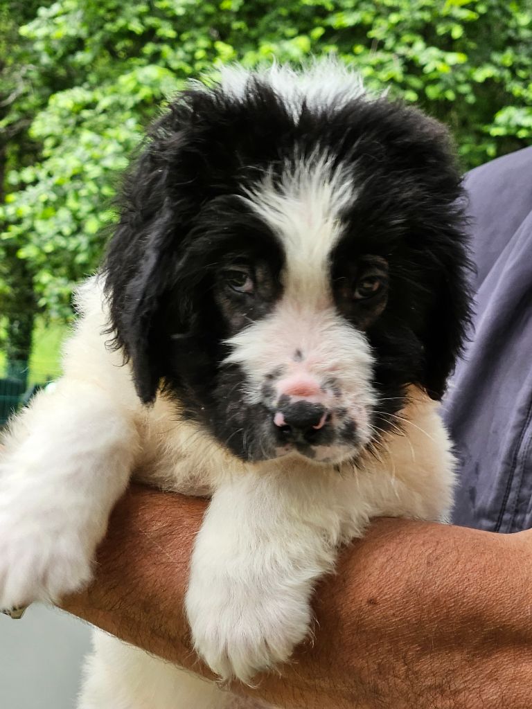 du Domaine des Pins d'Aurécanie - Chiots disponibles - Landseer type continental europeen