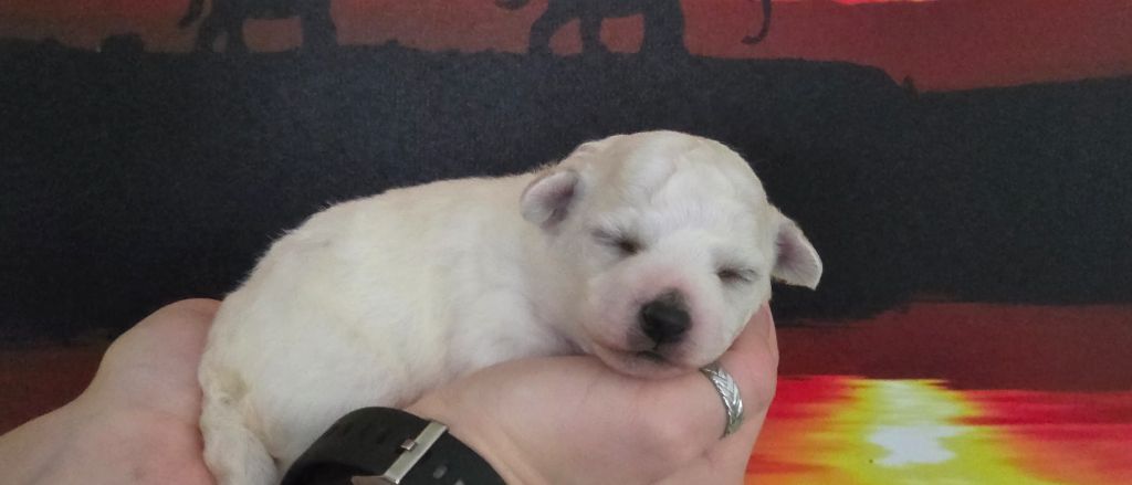 du Domaine des Pins d'Aurécanie - Chiots disponibles - Bichon Frise