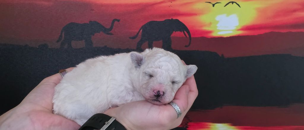 du Domaine des Pins d'Aurécanie - Chiots disponibles - Bichon Frise