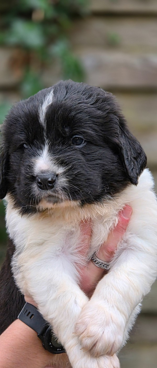 du Domaine des Pins d'Aurécanie - Chiots disponibles - Landseer type continental europeen