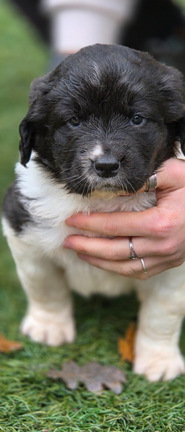 du Domaine des Pins d'Aurécanie - Chiots disponibles - Landseer type continental europeen