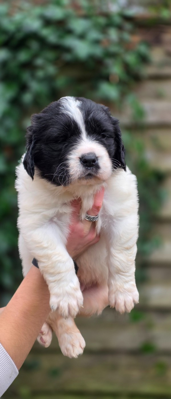 du Domaine des Pins d'Aurécanie - Chiots disponibles - Landseer type continental europeen