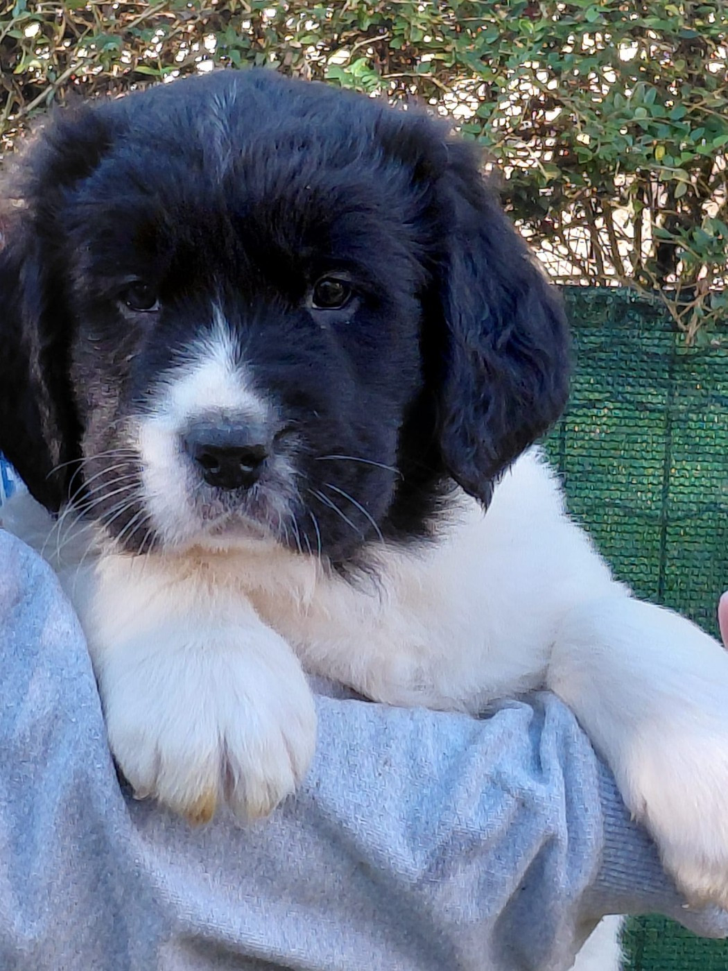 du Domaine des Pins d'Aurécanie - Chiots disponibles - Landseer type continental europeen