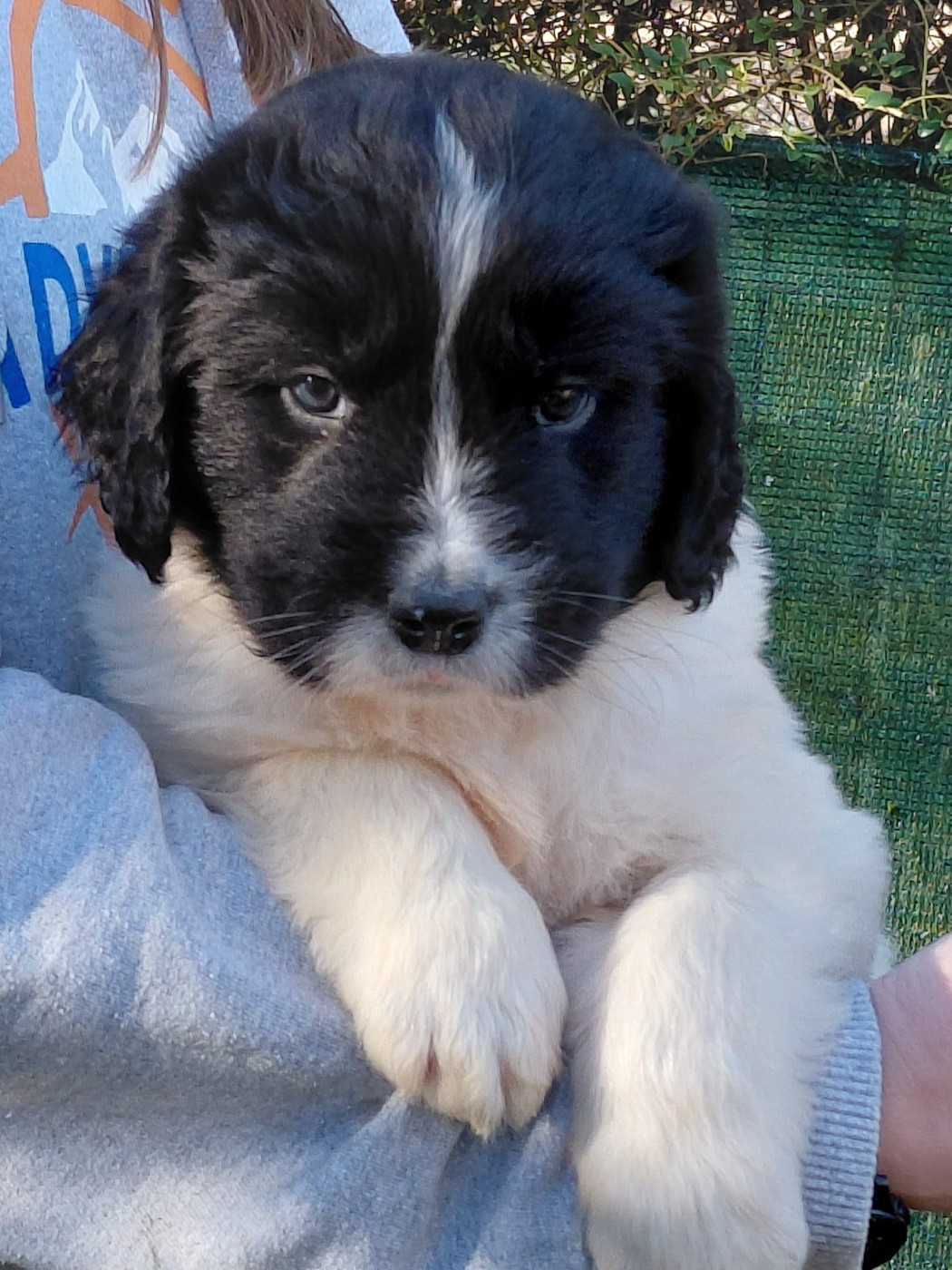 du Domaine des Pins d'Aurécanie - Chiots disponibles - Landseer type continental europeen