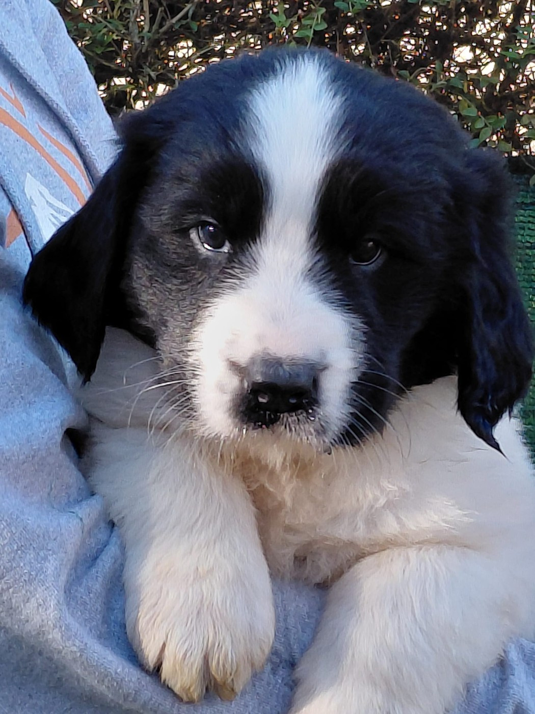 du Domaine des Pins d'Aurécanie - Chiots disponibles - Landseer type continental europeen