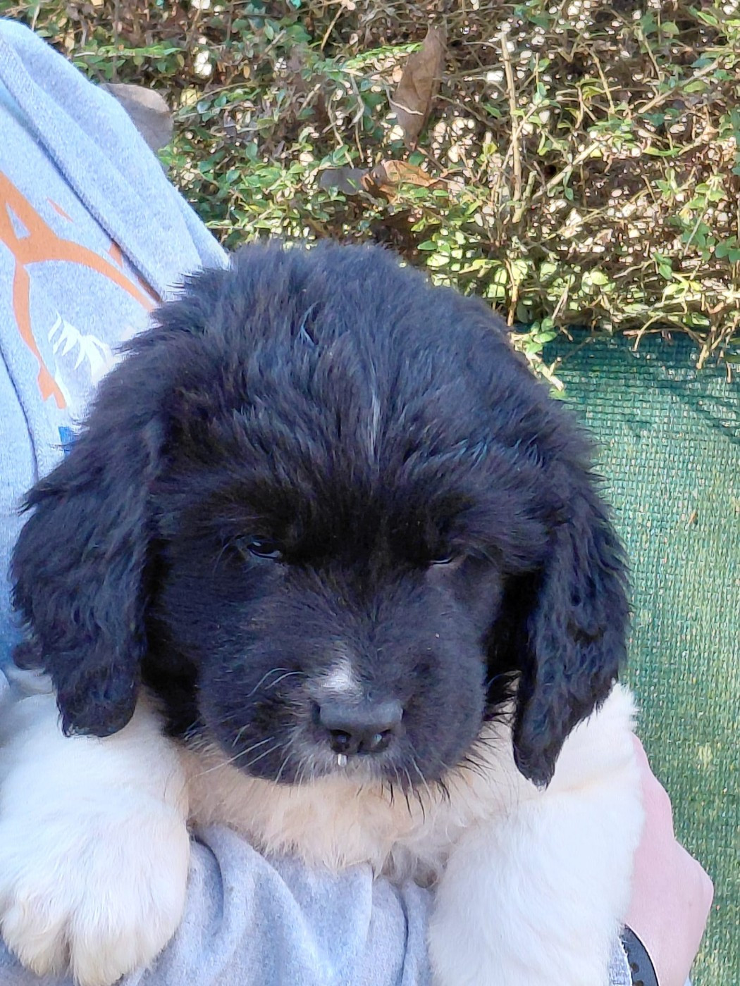 du Domaine des Pins d'Aurécanie - Chiots disponibles - Landseer type continental europeen