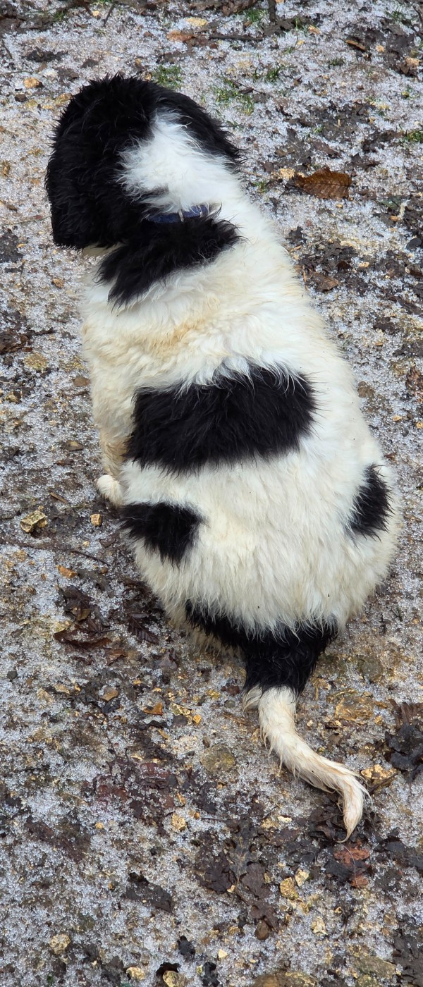 du Domaine des Pins d'Aurécanie - Chiots disponibles - Landseer type continental europeen