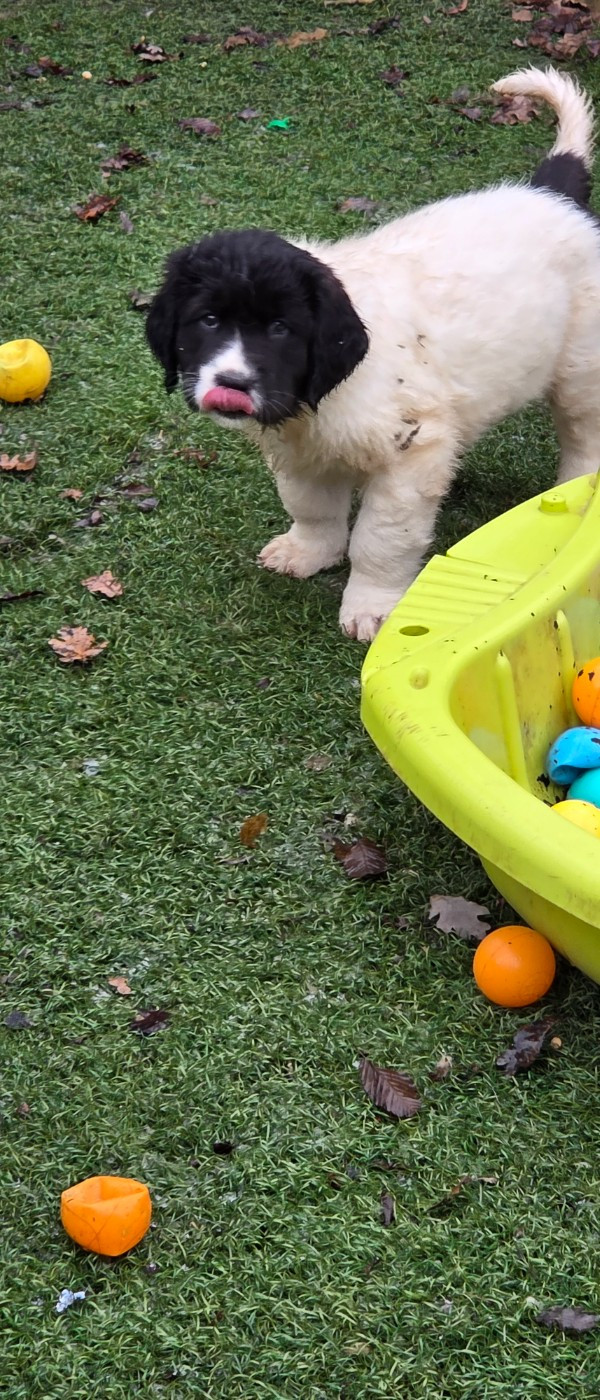 du Domaine des Pins d'Aurécanie - Chiots disponibles - Landseer type continental europeen