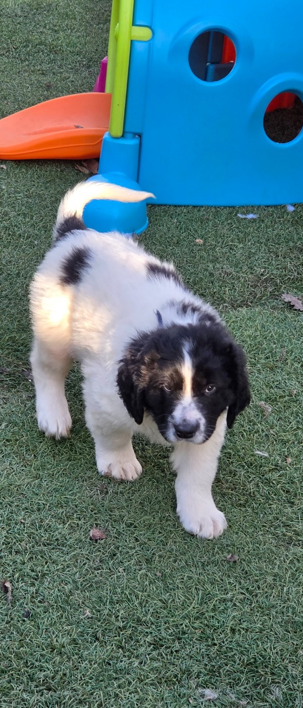 du Domaine des Pins d'Aurécanie - Chiots disponibles - Landseer type continental europeen