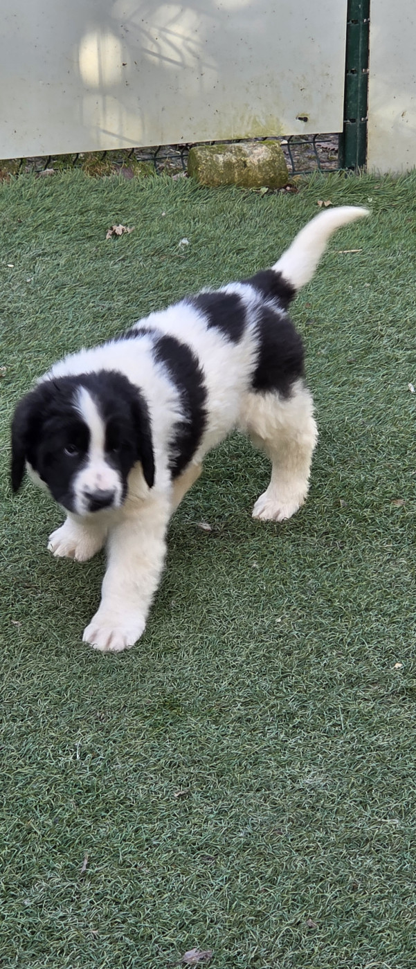 du Domaine des Pins d'Aurécanie - Chiots disponibles - Landseer type continental europeen