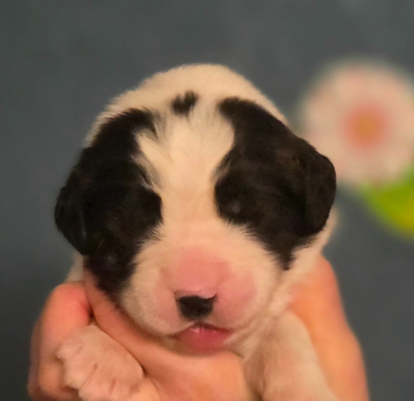 du Domaine des Pins d'Aurécanie - Chiots disponibles - Landseer type continental europeen