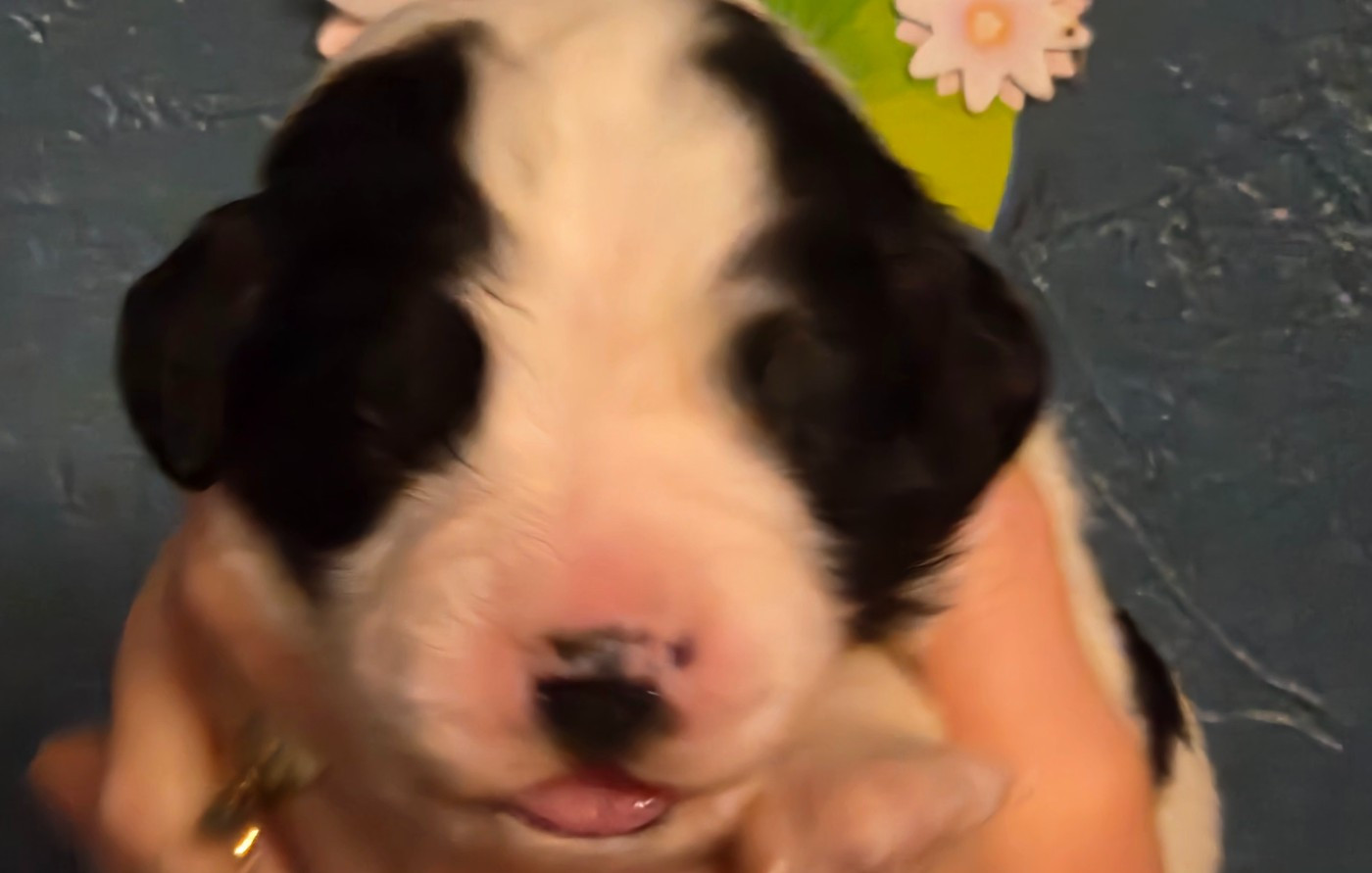 du Domaine des Pins d'Aurécanie - Chiots disponibles - Landseer type continental europeen