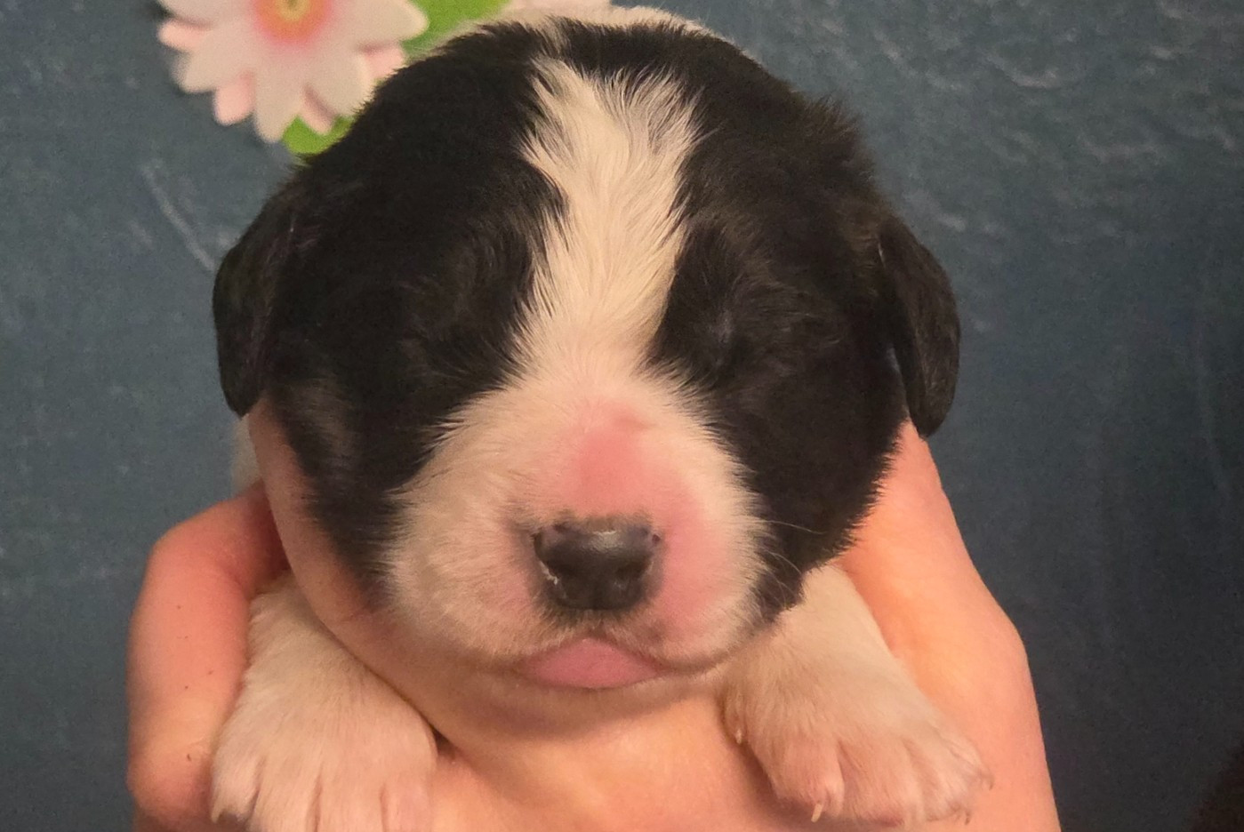 du Domaine des Pins d'Aurécanie - Chiots disponibles - Landseer type continental europeen