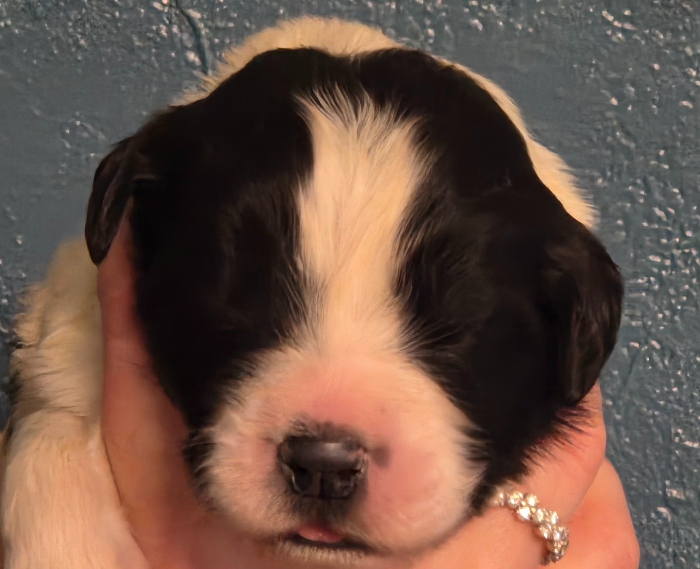 du Domaine des Pins d'Aurécanie - Chiots disponibles - Landseer type continental europeen