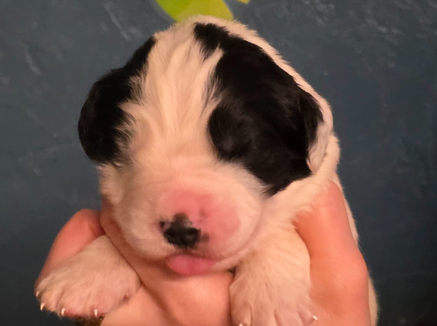 du Domaine des Pins d'Aurécanie - Chiots disponibles - Landseer type continental europeen