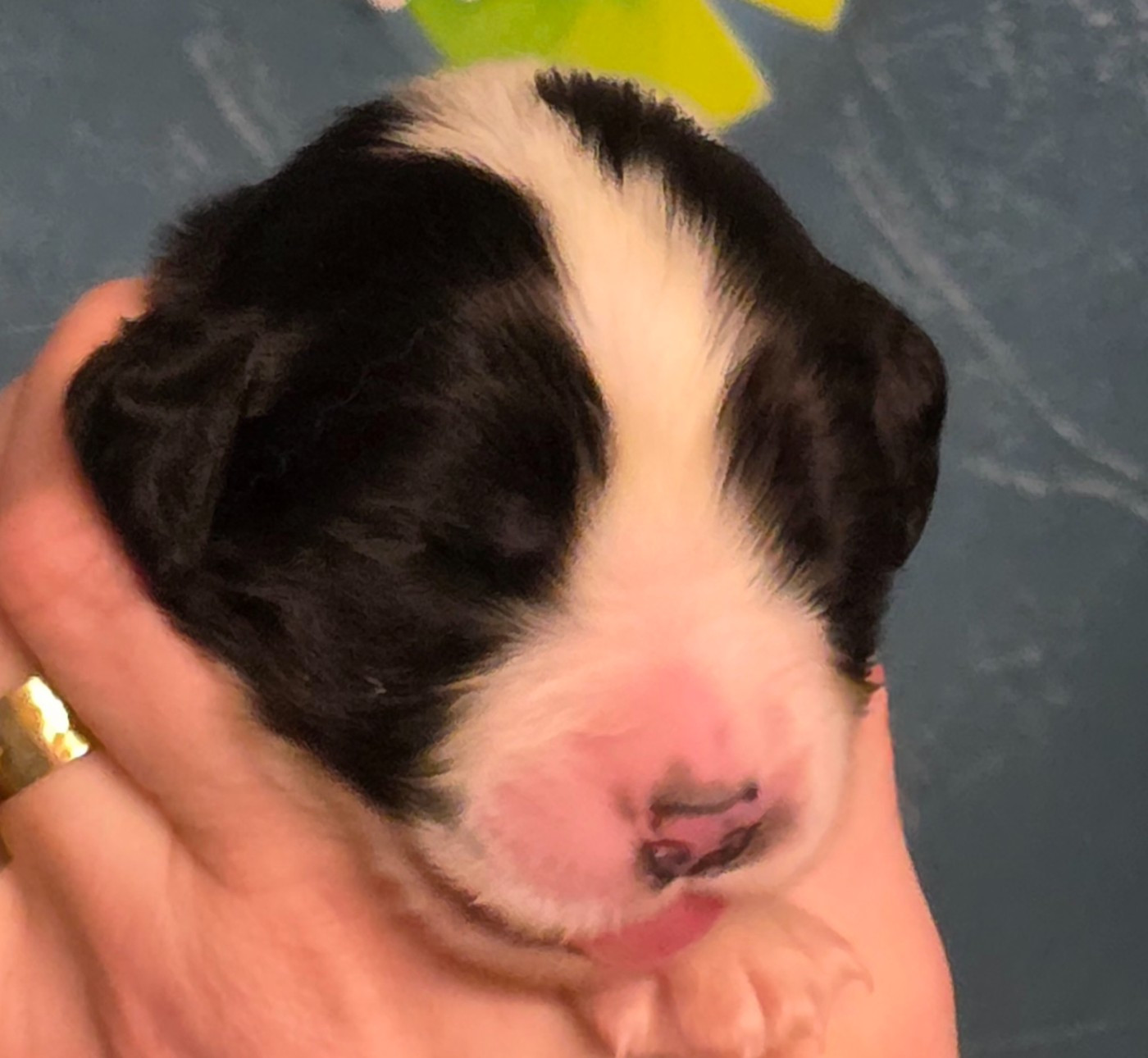 du Domaine des Pins d'Aurécanie - Chiots disponibles - Landseer type continental europeen