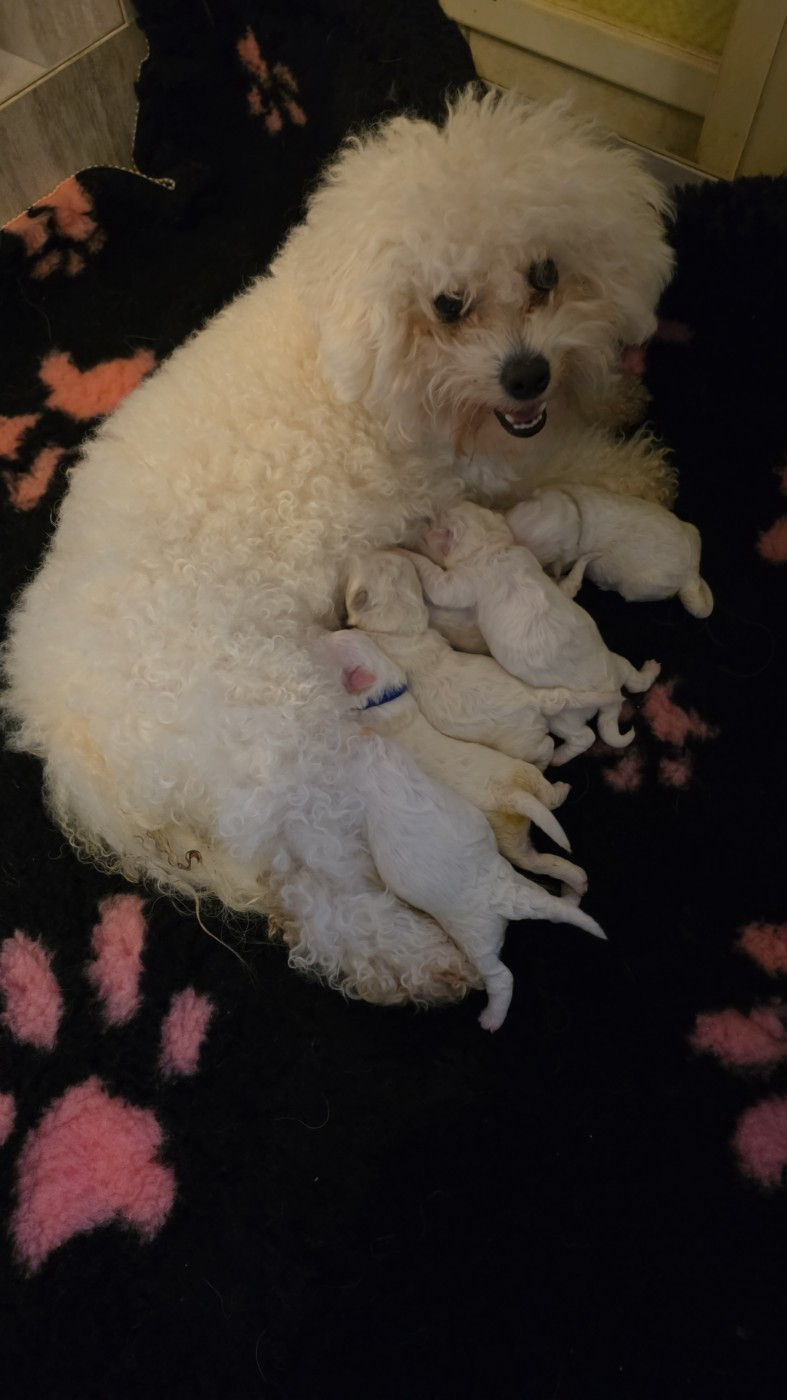 Chiot Bichon Frise du Domaine des Pins d'Aurécanie