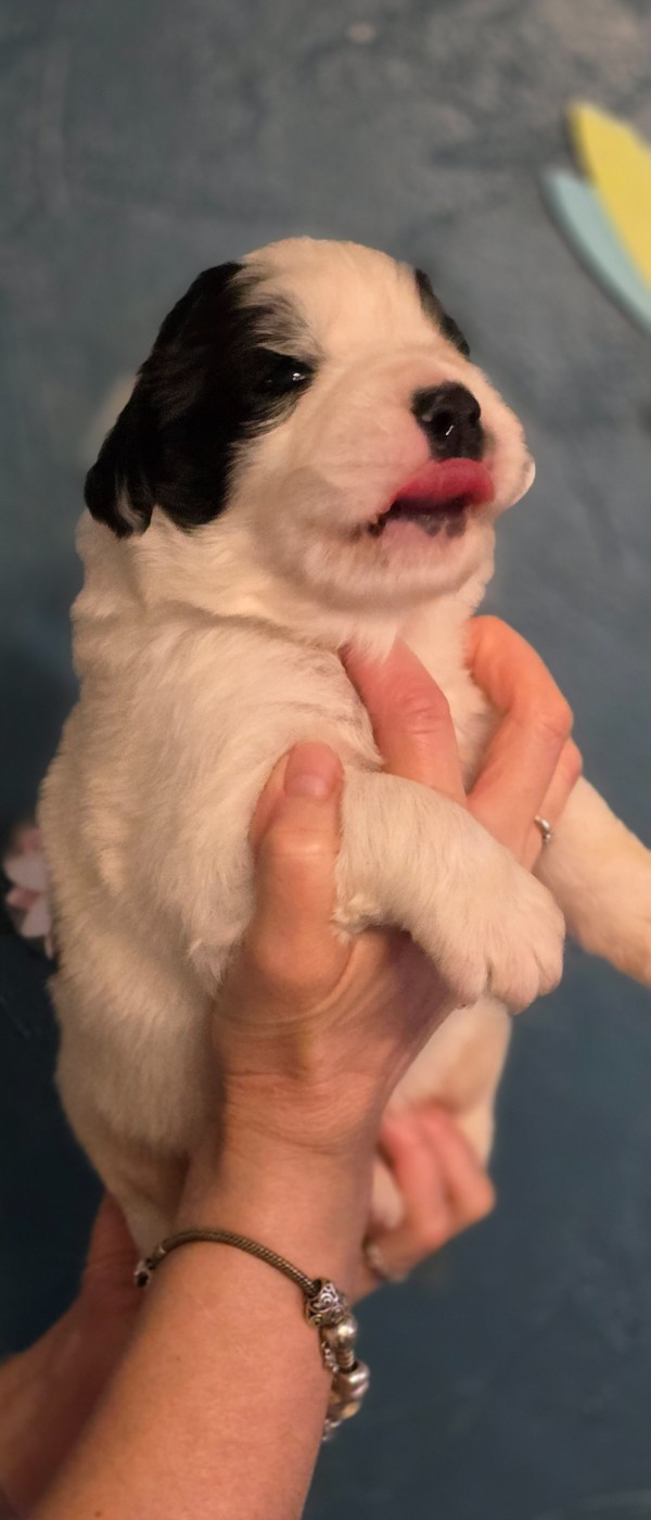 du Domaine des Pins d'Aurécanie - Chiots disponibles - Landseer type continental europeen