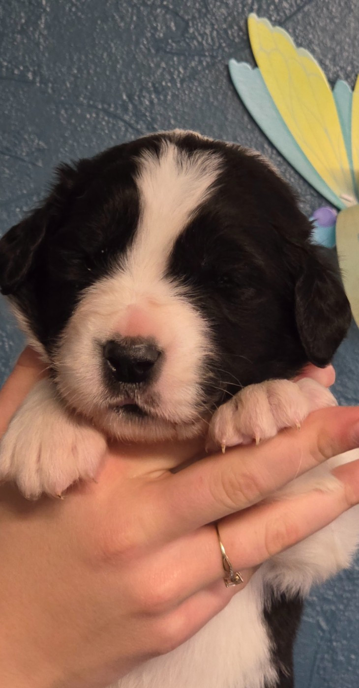 du Domaine des Pins d'Aurécanie - Chiots disponibles - Landseer type continental europeen