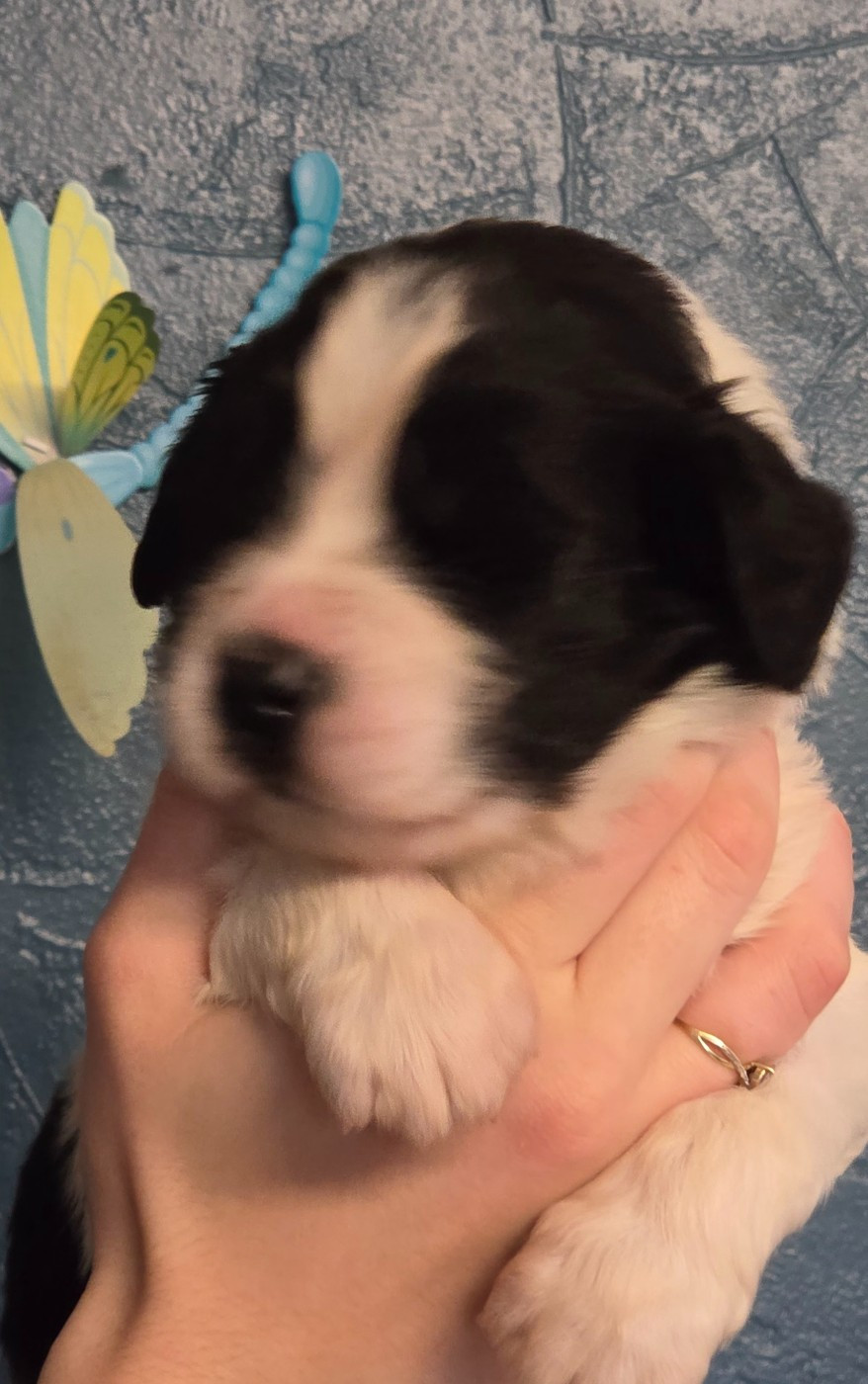 du Domaine des Pins d'Aurécanie - Chiots disponibles - Landseer type continental europeen