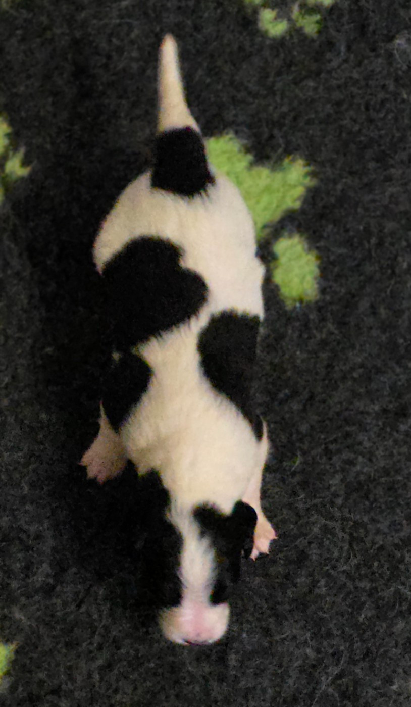 du Domaine des Pins d'Aurécanie - Chiots disponibles - Landseer type continental europeen