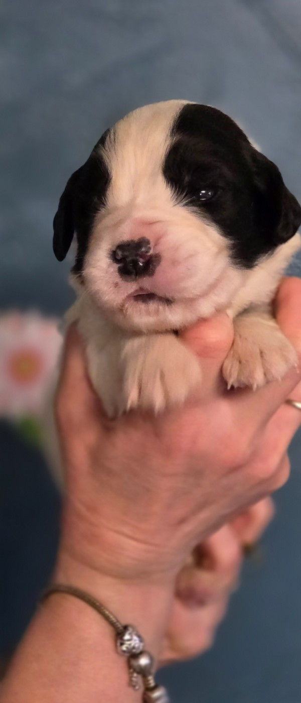 du Domaine des Pins d'Aurécanie - Chiots disponibles - Landseer type continental europeen