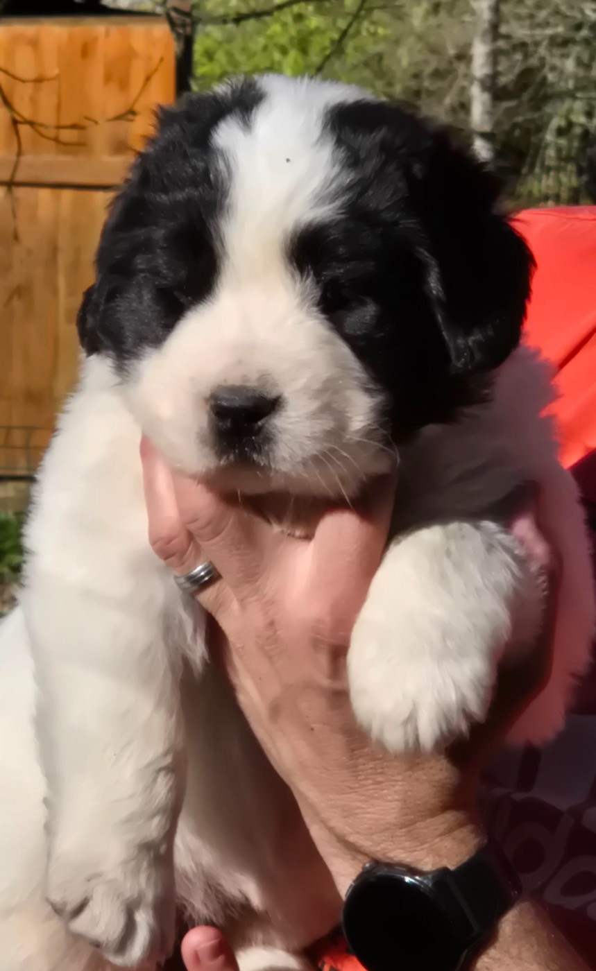 du Domaine des Pins d'Aurécanie - Chiots disponibles - Landseer type continental europeen