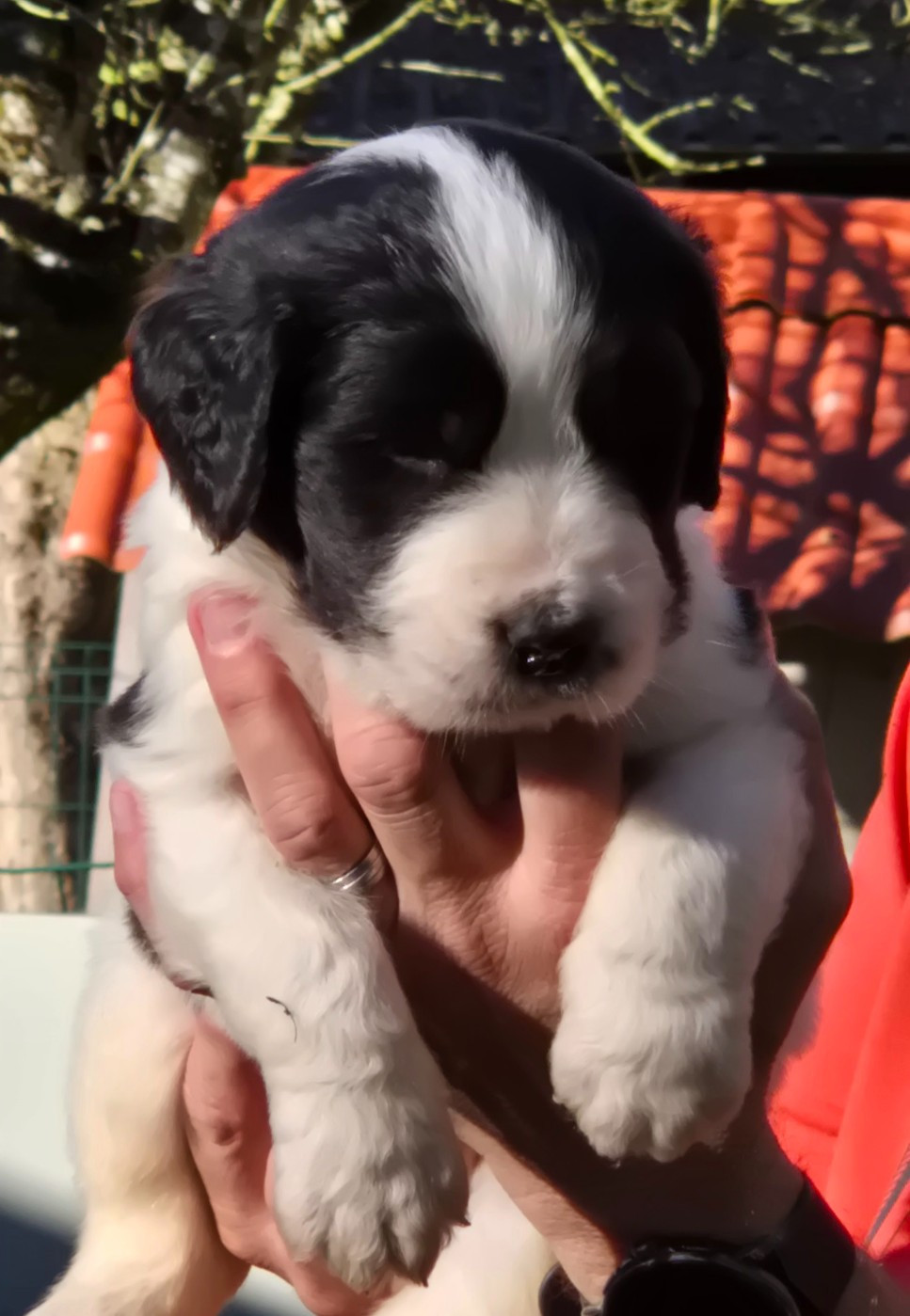 du Domaine des Pins d'Aurécanie - Chiots disponibles - Landseer type continental europeen