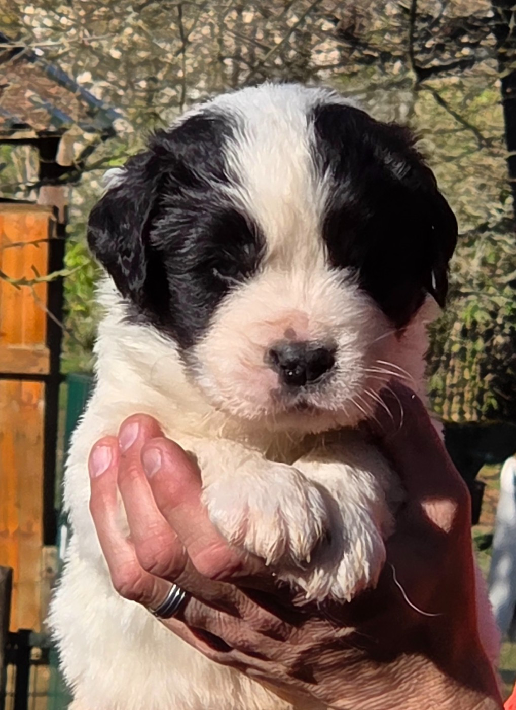 du Domaine des Pins d'Aurécanie - Chiots disponibles - Landseer type continental europeen