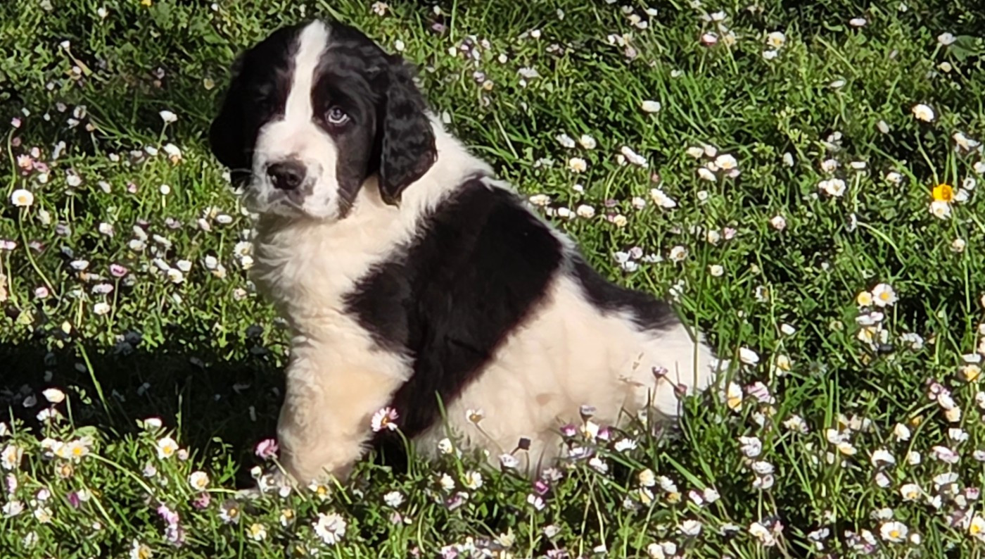 du Domaine des Pins d'Aurécanie - Chiots disponibles - Landseer type continental europeen