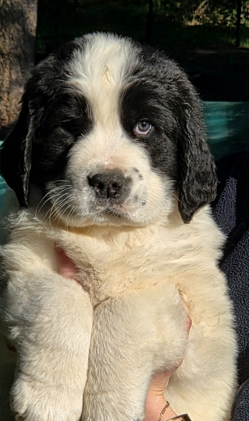 du Domaine des Pins d'Aurécanie - Chiots disponibles - Landseer type continental europeen