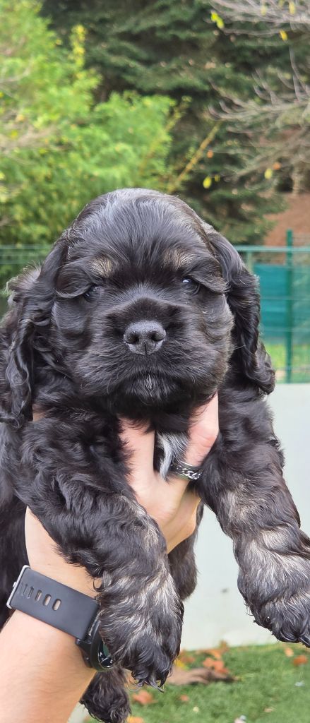 du Domaine des Pins d'Aurécanie - Chiots disponibles - American Cocker Spaniel
