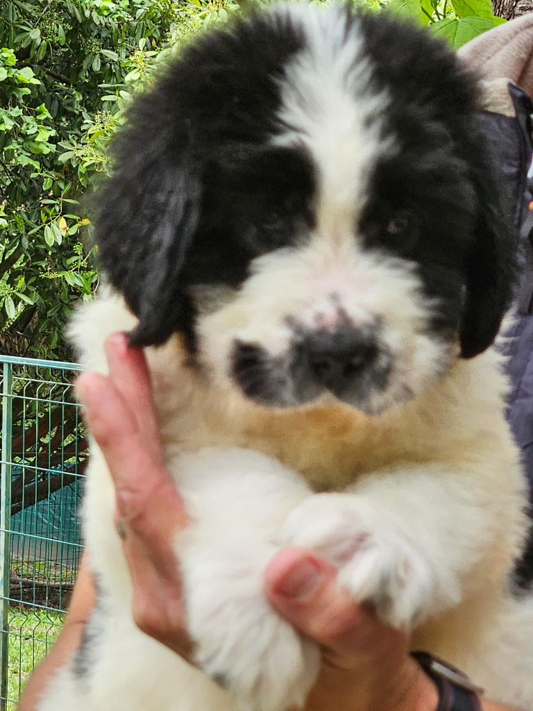 du Domaine des Pins d'Aurécanie - Chiots disponibles - Landseer type continental europeen