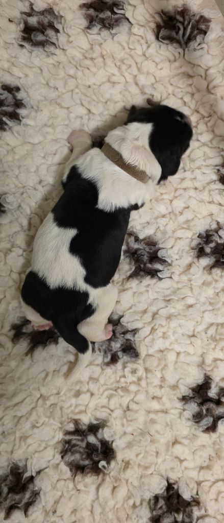 du Domaine des Pins d'Aurécanie - Chiots disponibles - Landseer type continental europeen