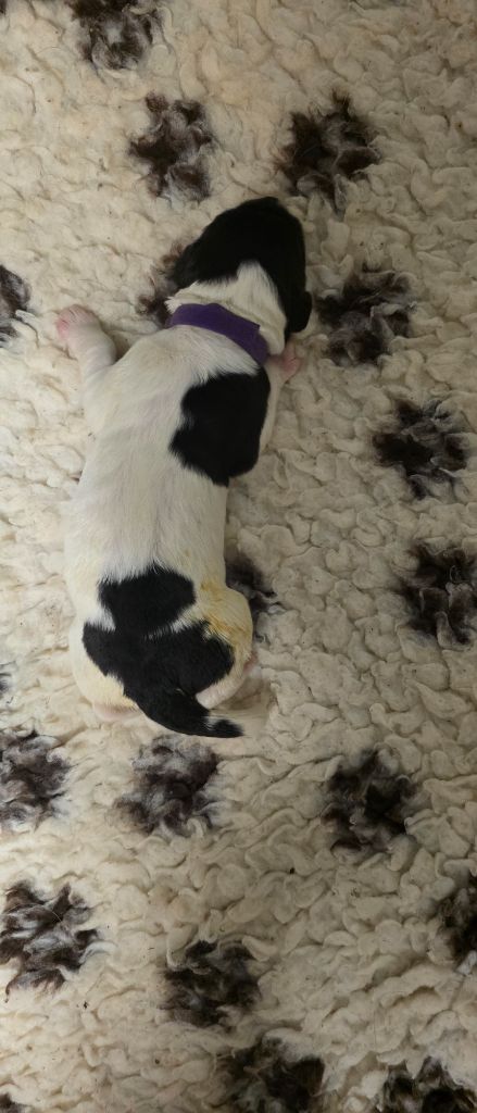 du Domaine des Pins d'Aurécanie - Chiots disponibles - Landseer type continental europeen