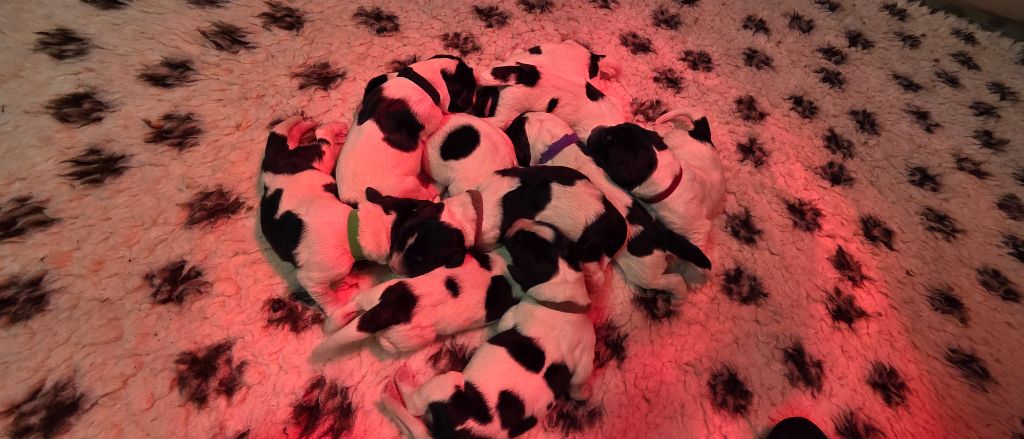 Chiot Landseer type continental europeen du Domaine des Pins d'Aurécanie