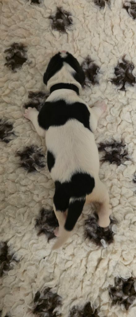 du Domaine des Pins d'Aurécanie - Chiots disponibles - Landseer type continental europeen