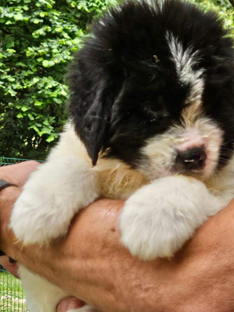 du Domaine des Pins d'Aurécanie - Chiots disponibles - Landseer type continental europeen