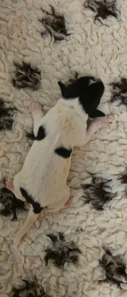 du Domaine des Pins d'Aurécanie - Chiots disponibles - Landseer type continental europeen