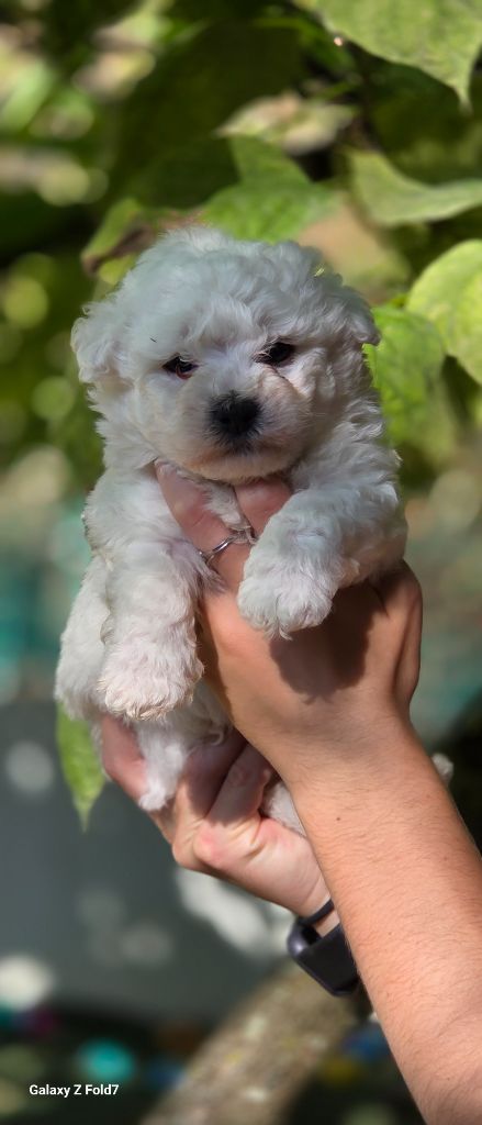 du Domaine des Pins d'Aurécanie - Chiots disponibles - Bichon Frise