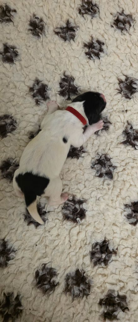 du Domaine des Pins d'Aurécanie - Chiots disponibles - Landseer type continental europeen