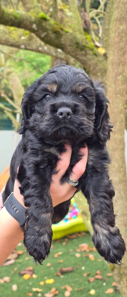 du Domaine des Pins d'Aurécanie - Chiots disponibles - American Cocker Spaniel
