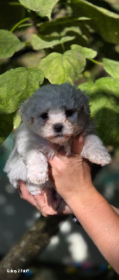 CHIOT