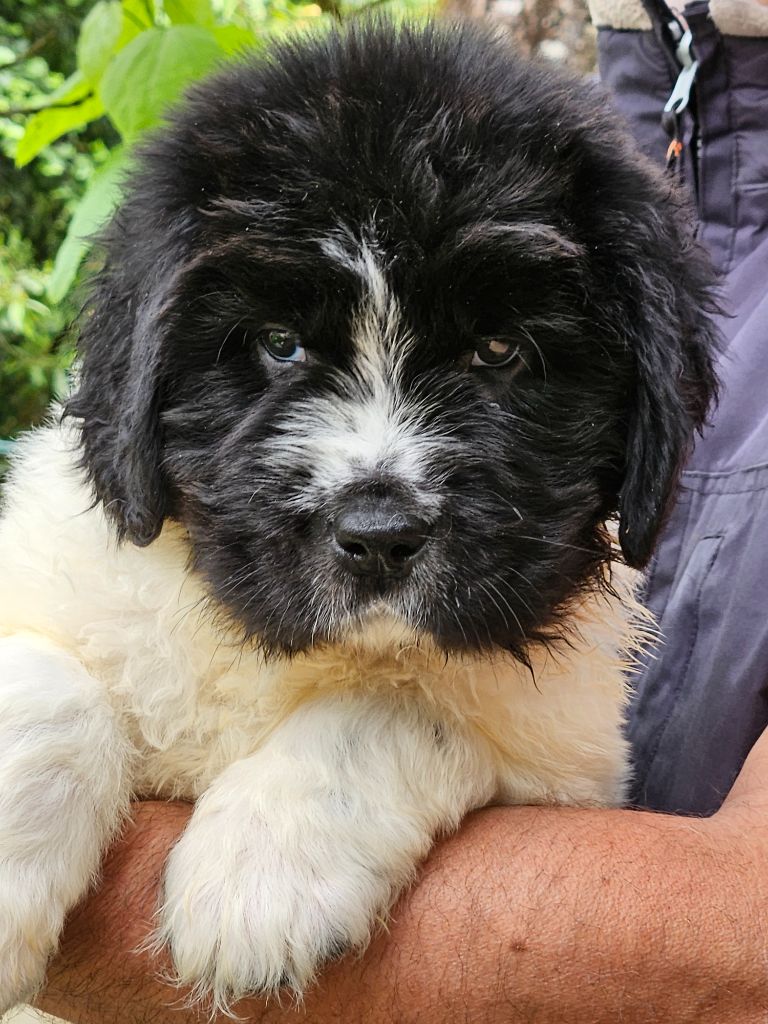du Domaine des Pins d'Aurécanie - Chiots disponibles - Landseer type continental europeen
