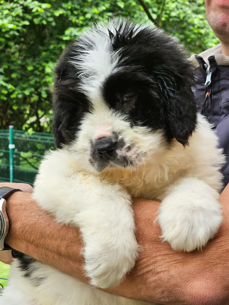 du Domaine des Pins d'Aurécanie - Chiots disponibles - Landseer type continental europeen