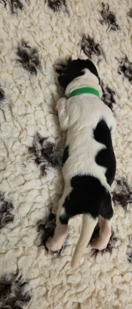 du Domaine des Pins d'Aurécanie - Chiots disponibles - Landseer type continental europeen