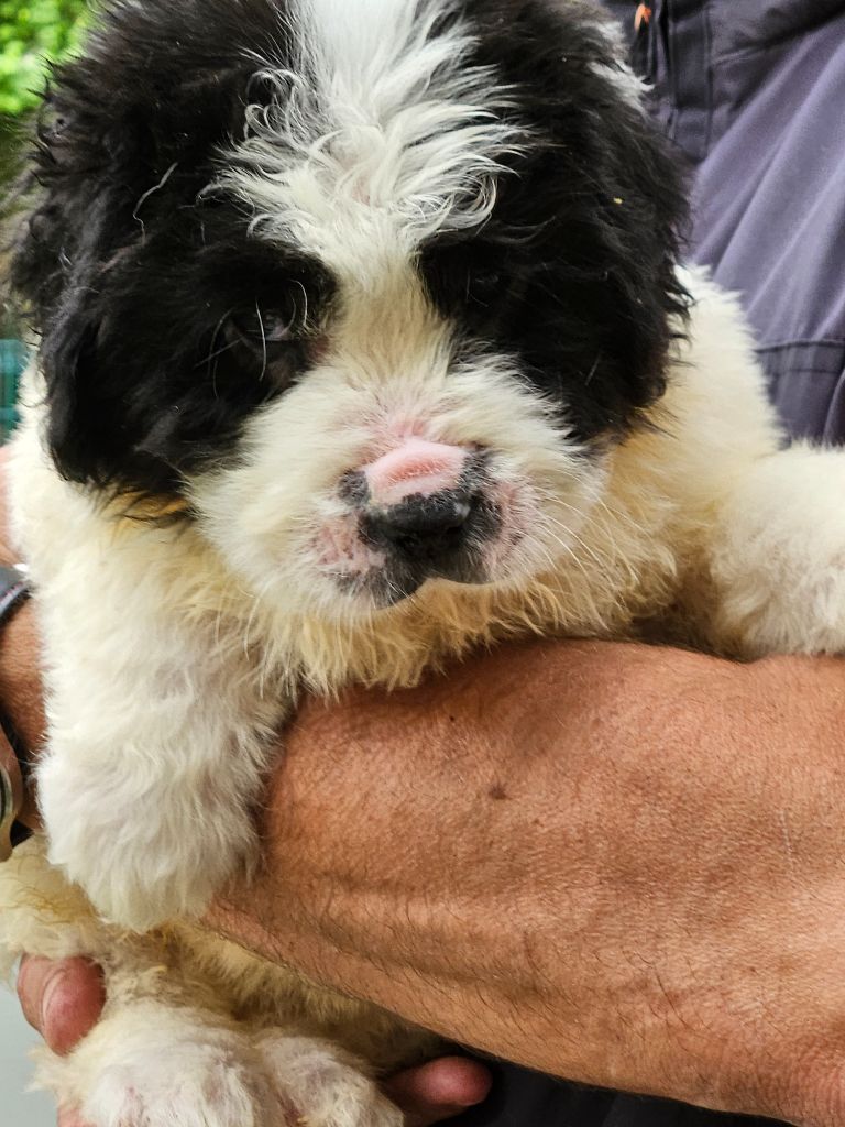du Domaine des Pins d'Aurécanie - Chiots disponibles - Landseer type continental europeen
