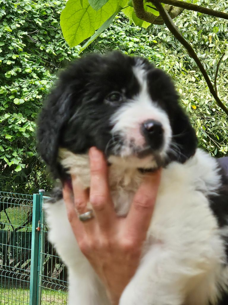 du Domaine des Pins d'Aurécanie - Chiots disponibles - Landseer type continental europeen